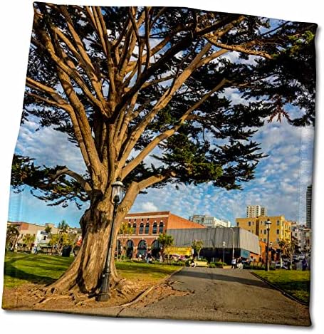 3dose Monterey Cypress em Park, Fishermans Wharf, São Francisco, Califórnia - Toalhas