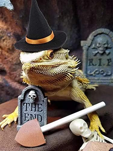 Roupas de lagarto para dragões barbudos, chapéu de bruxa de Halloween com tira de queixo elástico