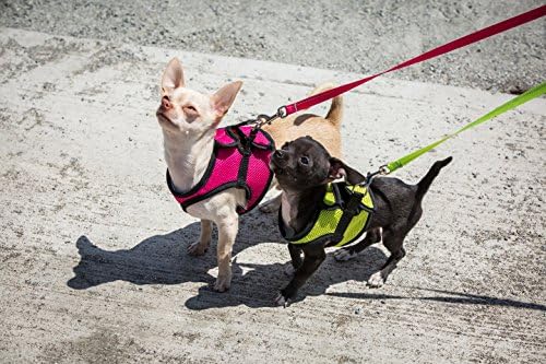 RC PET Products Cirque Passo de caminhada suave no arnês de cães, grande, cerceta