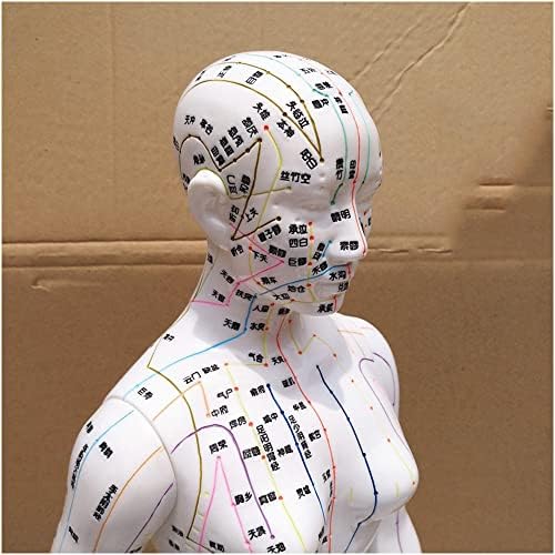 ZMX Modelo de ponto de acupuntura humana - 58cm hd letras claras de meridianos humanos Modelo de
