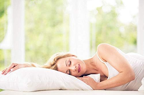Sleep & Beyond 20 por 26 polegadas Organic Merino Wool Pillow, Standard, Ivory