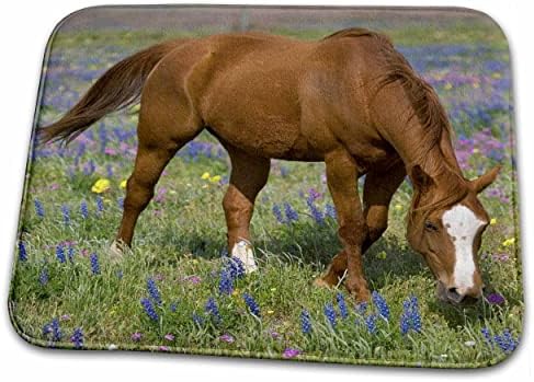 3drose Quarter Horse em campo de flores silvestres Devine Texas -... - Tapetes de tapete de banheiro do