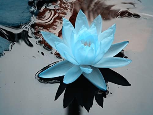 SZ Essentials Blue Lotus Oil Essential - perfume divino! - O negócio real - puro e natural - não