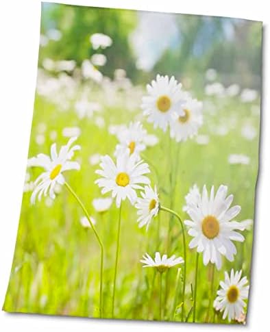 3drose Daisies Flowers Floral Meadow no verão - toalhas