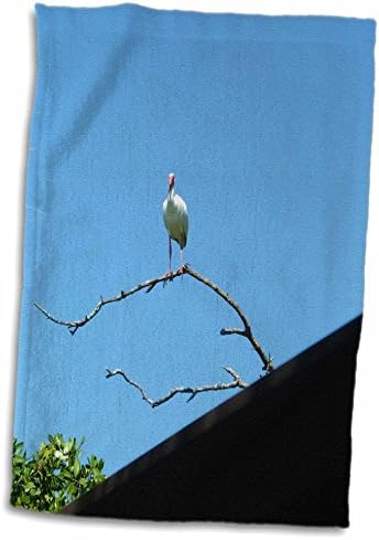3drose Florene Birds - Ibis brancos contra o céu azul - toalhas