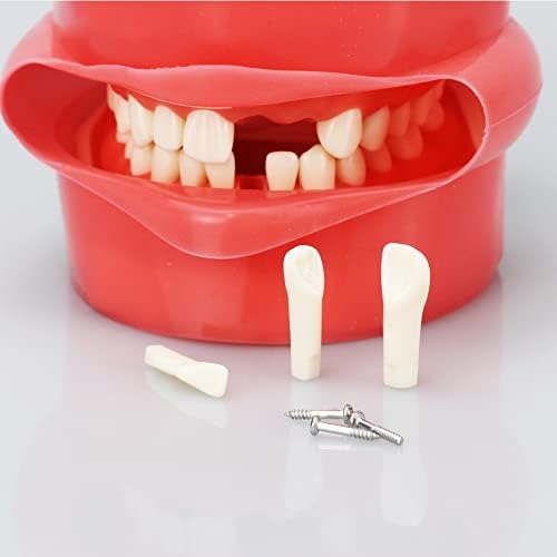Modelo de dentes Modelo de cabeça fantasma dental 28pcs parafuso dentes fixos e modelo de ensino de máscara de silicone