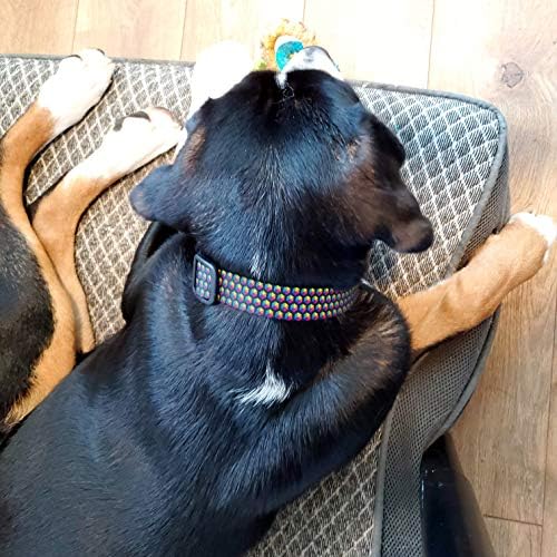 Buttonsmith Rainbow Hexes Collar Dog - Feito nos EUA - Impressão à prova de desbotamento permanentemente,