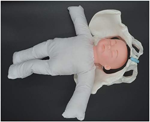 Modelo de parto da pelve fêmea - Mini pelve feminina e modelo de bebê - simulador de parto padrão com modelos de pelve bebê - para estudo de ensino de ensino Modelo médico