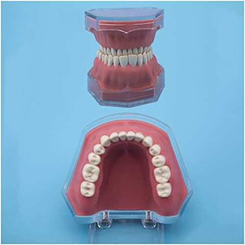 Modelo de ensino de dentes de demonstração KH66ZKY - Modelo de dentes de Typodont - com dentes removíveis, para
