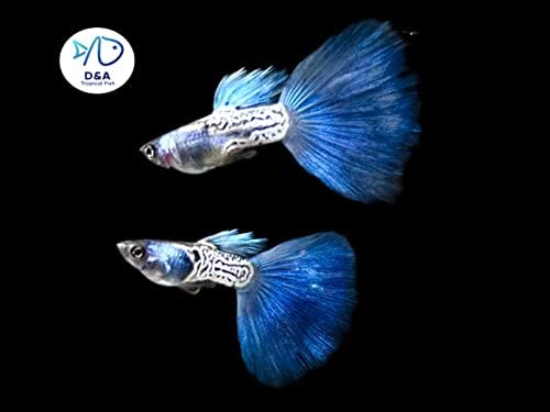 D&A Tropical Live Fish - Metal Blue Guppy Live Fish for Aquariums, Live Fishwater Water)