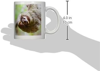 Vida selvagem da preguiça marrom -com garganta marrom, Corcovo Costa Rica - SA22 JGS0017 -... - Canecas