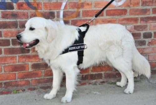 DT Universal No Pull Dog Arnness, Alerta de apreensão cachorro, preto, grande, se encaixa no tamanho: 31 polegadas